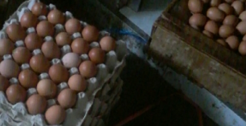 Harga Telur Ayam Buras Alami Kenaikan